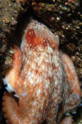 Octupus climbing through hole in rocks, Carr rocks off Bu... by Andy Colls 